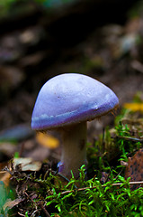 Image showing toadstool