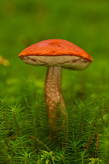 Image showing Aspen mushroom