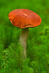 Image showing Aspen mushroom