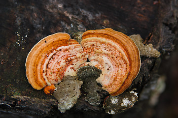 Image showing timber fungus