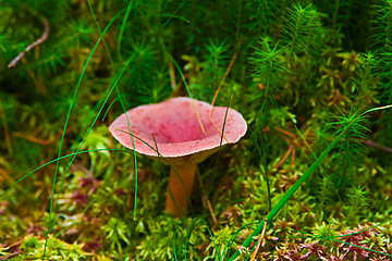 Image showing Lactarius rufus