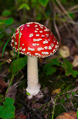 Image showing Amanita muscaria