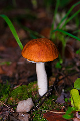 Image showing Aspen mushroom