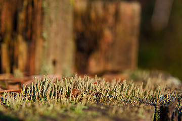 Image showing moss on stub