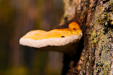 Image showing timber fungus