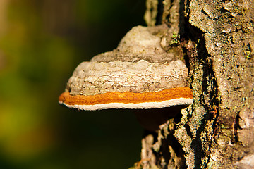 Image showing timber fungus