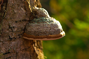 Image showing timber fungus