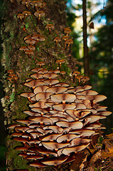 Image showing toadstools