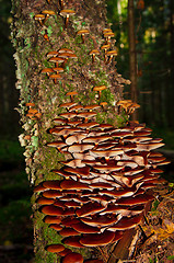 Image showing toadstools