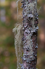Image showing grey lichen