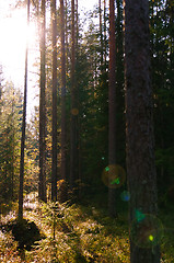 Image showing Sun shines through trees