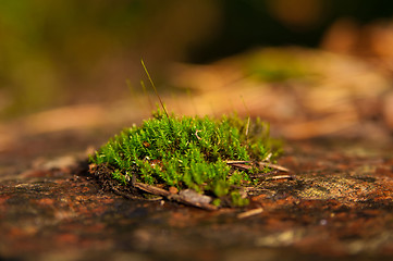 Image showing moss on stub