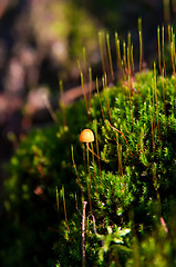 Image showing toadstool