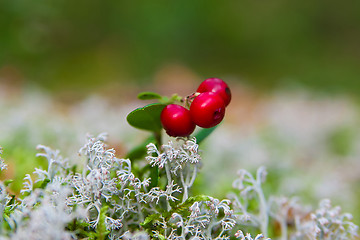 Image showing cow-berry in lichen