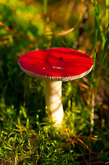 Image showing  russula