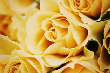 Image showing yellow roses