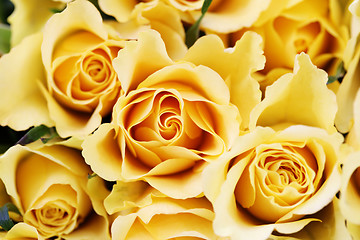 Image showing yellow roses