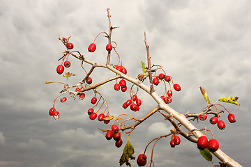 Image showing The branch of hawthorn fruit (II)