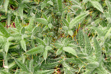 Image showing Prickly bright green plant