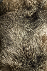 Image showing Background - beautiful polar Fox fur