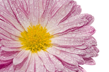 Image showing Macro of golden-daisy with droplets