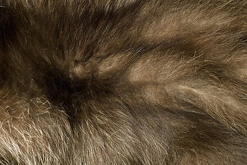 Image showing Brown polar Fox fur