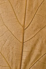 Image showing Macro of yellow maple leaf surface