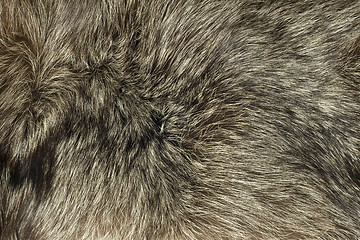 Image showing Closeup of Fox fur