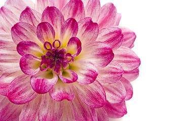 Image showing Close-up of pink dahlia