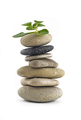 Image showing Green Life - balanced stone tower with plant