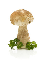 Image showing Single cep (squirrel's bread) with parsley