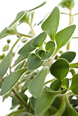 Image showing Close-up of money plant leaves 