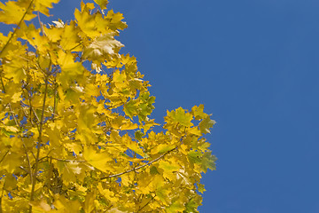 Image showing Colorful autumn - yellow leaves of maple tree