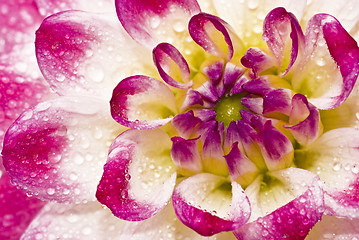 Image showing Close-up of wet Pink dahlia 