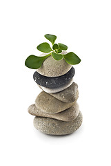 Image showing Birth of Life - balanced stone tower with plant