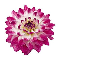 Image showing Close-up of beautiful pink dahlia