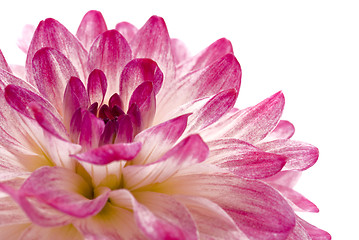 Image showing Close-up of pink isolated dahlia