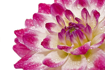 Image showing Close-up of dahlia with raindrops