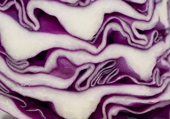 Image showing Cabbage - extreme closeup