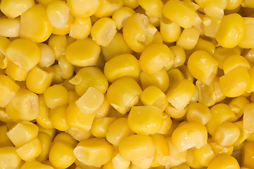 Image showing Closeup of Golden sweetcorn grains