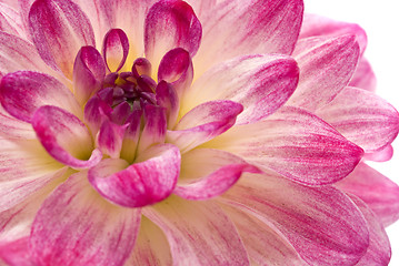 Image showing Pink dahlia (georgina) isolated