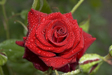 Image showing Beautiful rose with water droplets
