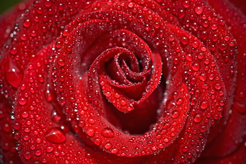 Image showing Closeup of the rose bud with water droplets