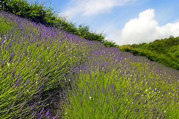 Image showing Lavender