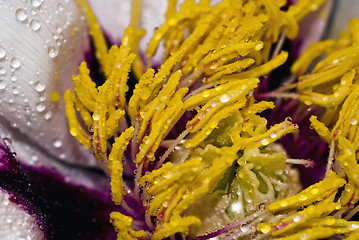 Image showing Peony bud close-up