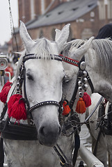 Image showing Two beautiful harnessed horses