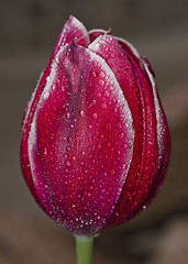 Image showing Red tulip with droplets
