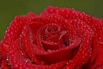 Image showing Closeup of beautiful red rose with droplets