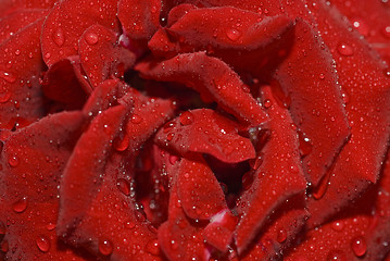 Image showing Closeup of rose bud with water droplets 