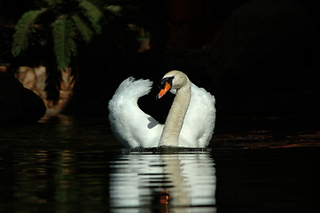 Image showing Swan